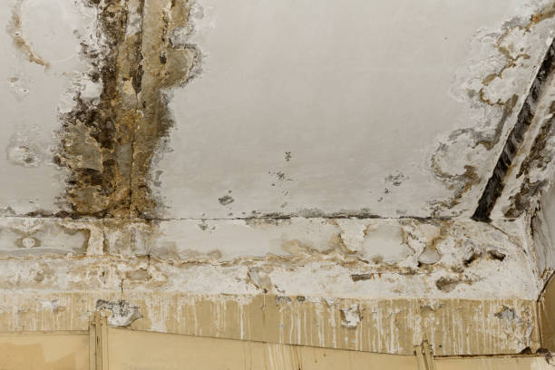 Trusted South Tucson, AZ Water damage restoration Experts